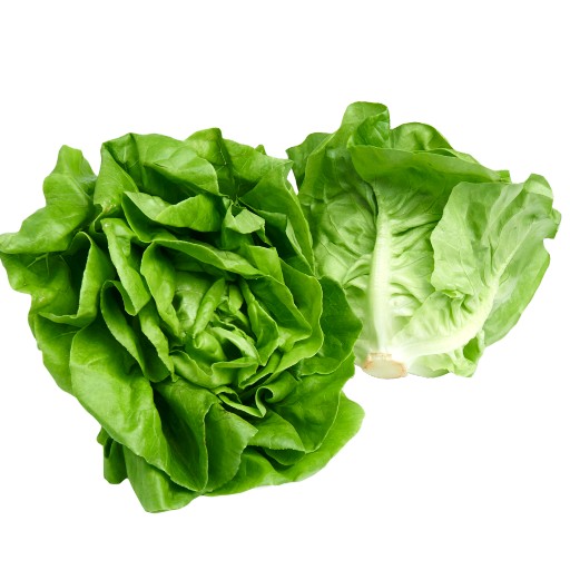 lettuce benefits our health. eating lettuce benefit our health. lettuce benefit us nutritionally. lettuce may strengthen bones. lettuce is good for bone health. lettuce lowers the risk of fracture. ways to protect our bones. how to protect our bones? what is good for my bones? which food is good for my bones? what to eat for my bones? lettuce may hydrate your body. eating lettuce may hydrate your body. lettuce may improve vision. lettuce is good for eye health. lettuce lower the risk of macular degeneration. lettuce lowers the risk of cataracts. lettuce reduces risk of macular degeneration. lettuce reduces risk of cataracts. ways to protect eyes. good diet to keep eye health. how to protect my eye health? how to prevent macular degeneration? how to prevent cataracts? what is good for my eyes? which food is good for my eyes? what to eat for my eyes? lettuce may promote sleep. how to get good sleep? how to sleep well? how to avoid bad sleep? ways to have good sleep. good diet to keep good sleep. what is good for good sleep. which food is good for sleep? what to eat for good sleep? how to improve sleep? what to eat to improve sleep? butterhead recipe and video. recipe and video to use butterhead lettuce.  listen to the nutritional benefit of lettuce. listen to the nutritional benefits of lettuce. veganvv editor’s view on health. veganvv editor’s opinion on human health. our view on human health. how do we see human health? what should I do when there is no illness? what can I do when I am not sick? can I do something when I am not sick? what can I do now? what should I eat when I am not sick? what should I eat to prevent diseases? what should I eat to prevent illness? what do I need to prevent illness? what do I need to prevent disease? how can I do to prevent illness? how do I prevent illness? how do I prevent disease? what food should I eat now? which food should I eat now? which food shall I eat now? what food shall I eat now? what is healthy diet? prevention diet? how should I choose new food? how may I choose new plants? which food is my best food? what food is my best food? which food suits me most? What food suits me most? the best direction of my diet. how to choose my food? how to choose new food? what should I notice when choosing new food? what should I consider when choose new food? is it difficult to change my diet? why should I eat plants? why should I eat new things? am I healthy? disease prevention.  how to try new food? how to try new plants? the way to try new food? the procedure to try new food? do’s and don’s when trying new food. do’s and don’s on new diet. try new food properly. test new food properly. bells and wishers on new diet. do’s and don’s on plant based diet. do’s and don’s on plant-based diet. bells and wishers on plant based diet. bells and wishers on plant-based diet. cook beef at high temperature may cause cancer.  cook pork at high temperature may cause cancer.  cook chicken at high temperature may cause cancer.  cook duck at high temperature may cause cancer.  cook fish at high temperature may cause cancer.  cook meat at high temperature may cause cancer.  cook poultry at high temperature may cause cancer.  cook sea food at high temperature may cause cancer.  cook animal meat at high temperature may cause cancer.   fry beef at high temperature may cause cancer.  fry pork at high temperature may cause cancer.  fry chicken at high temperature may cause cancer.  fry duck at high temperature may cause cancer.  fry fish at high temperature may cause cancer.  fry meat at high temperature may cause cancer.  fry poultry at high temperature may cause cancer.  fry sea food at high temperature may cause cancer.  fry animal meat at high temperature may cause cancer.   boil beef at high temperature may cause cancer.  boil pork at high temperature may cause cancer.  boil chicken at high temperature may cause cancer.  boil duck at high temperature may cause cancer.  boil fish at high temperature may cause cancer.  boil meat at high temperature may cause cancer.  boil poultry at high temperature may cause cancer.  boil sea food at high temperature may cause cancer.  boil animal meat at high temperature may cause cancer.   barbecue beef at high temperature may cause cancer.  barbecue pork at high temperature may cause cancer.  barbecue chicken at high temperature may cause cancer.  barbecue duck at high temperature may cause cancer.  barbecue fish at high temperature may cause cancer.  barbecue meat at high temperature may cause cancer.  barbecue poultry at high temperature may cause cancer.  barbecue sea food at high temperature may cause cancer.  barbecue animal meat at high temperature may cause cancer.  barbecue lamb at high temperature may cause cancer. boil lamb at high temperature may cause cancer. fry lamb at high temperature may cause cancer. cook lamb at high temperature may cause cancer. roast beef at high temperature may cause cancer.  roast pork at high temperature may cause cancer.  roast chicken at high temperature may cause cancer.  roast duck at high temperature may cause cancer.  roast fish at high temperature may cause cancer.  roast meat at high temperature may cause cancer.  roast poultry at high temperature may cause cancer.  roast sea food at high temperature may cause cancer.  roast animal meat at high temperature may cause cancer.  roast lamb at high temperature may cause cancer.