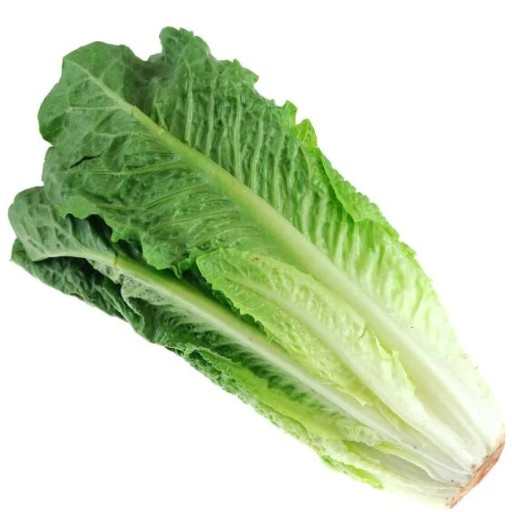 lettuce benefits our health. eating lettuce benefit our health. lettuce benefit us nutritionally. lettuce may strengthen bones. lettuce is good for bone health. lettuce lowers the risk of fracture. ways to protect our bones. how to protect our bones? what is good for my bones? which food is good for my bones? what to eat for my bones? lettuce may hydrate your body. eating lettuce may hydrate your body. lettuce may improve vision. lettuce is good for eye health. lettuce lower the risk of macular degeneration. lettuce lowers the risk of cataracts. lettuce reduces risk of macular degeneration. lettuce reduces risk of cataracts. ways to protect eyes. good diet to keep eye health. how to protect my eye health? how to prevent macular degeneration? how to prevent cataracts? what is good for my eyes? which food is good for my eyes? what to eat for my eyes? lettuce may promote sleep. how to get good sleep? how to sleep well? how to avoid bad sleep? ways to have good sleep. good diet to keep good sleep. what is good for good sleep. which food is good for sleep? what to eat for good sleep? how to improve sleep? what to eat to improve sleep? cos lettuce recipe and video. recipe and video to use Romaine lettuce.  listen to the nutritional benefit of lettuce. listen to the nutritional benefits of lettuce. veganvv editor’s view on health. veganvv editor’s opinion on human health. our view on human health. how do we see human health? what should I do when there is no illness? what can I do when I am not sick? can I do something when I am not sick? what can I do now? what should I eat when I am not sick? what should I eat to prevent diseases? what should I eat to prevent illness? what do I need to prevent illness? what do I need to prevent disease? how can I do to prevent illness? how do I prevent illness? how do I prevent disease? what food should I eat now? which food should I eat now? which food shall I eat now? what food shall I eat now? what is healthy diet? prevention diet? how should I choose new food? how may I choose new plants? which food is my best food? what food is my best food? which food suits me most? What food suits me most? the best direction of my diet. how to choose my food? how to choose new food? what should I notice when choosing new food? what should I consider when choose new food? is it difficult to change my diet? why should I eat plants? why should I eat new things? am I healthy? disease prevention.  how to try new food? how to try new plants? the way to try new food? the procedure to try new food? do’s and don’s when trying new food. do’s and don’s on new diet. try new food properly. test new food properly. bells and wishers on new diet. do’s and don’s on plant based diet. do’s and don’s on plant-based diet. bells and wishers on plant based diet. bells and wishers on plant-based diet. cook beef at high temperature may cause cancer.  cook pork at high temperature may cause cancer.  cook lamb at high temperature may cause cancer. cook chicken at high temperature may cause cancer.  cook duck at high temperature may cause cancer.  cook fish at high temperature may cause cancer.  cook meat at high temperature may cause cancer.  cook poultry at high temperature may cause cancer.  cook sea food at high temperature may cause cancer.  cook animal meat at high temperature may cause cancer.   fry beef at high temperature may cause cancer.  fry pork at high temperature may cause cancer. fry lamb at high temperature may cause cancer.  fry chicken at high temperature may cause cancer.  fry duck at high temperature may cause cancer.  fry fish at high temperature may cause cancer.  fry meat at high temperature may cause cancer.  fry poultry at high temperature may cause cancer.  fry sea food at high temperature may cause cancer.  fry animal meat at high temperature may cause cancer.   boil beef at high temperature may cause cancer.  boil pork at high temperature may cause cancer.  boil lamb at high temperature may cause cancer. boil chicken at high temperature may cause cancer.  boil duck at high temperature may cause cancer.  boil fish at high temperature may cause cancer.  boil meat at high temperature may cause cancer.  boil poultry at high temperature may cause cancer.  boil sea food at high temperature may cause cancer.  boil animal meat at high temperature may cause cancer.   barbecue beef at high temperature may cause cancer.  barbecue pork at high temperature may cause cancer.  barbecue lamb at high temperature may cause cancer. barbecue chicken at high temperature may cause cancer.  barbecue duck at high temperature may cause cancer.  barbecue fish at high temperature may cause cancer.  barbecue meat at high temperature may cause cancer.  barbecue poultry at high temperature may cause cancer.  barbecue sea food at high temperature may cause cancer.  barbecue animal meat at high temperature may cause cancer.   roast beef at high temperature may cause cancer.  roast pork at high temperature may cause cancer.  roast lamb at high temperature may cause cancer. roast chicken at high temperature may cause cancer.  roast duck at high temperature may cause cancer.  roast fish at high temperature may cause cancer.  roast meat at high temperature may cause cancer.  roast poultry at high temperature may cause cancer.  roast sea food at high temperature may cause cancer.  roast animal meat at high temperature may cause cancer.  