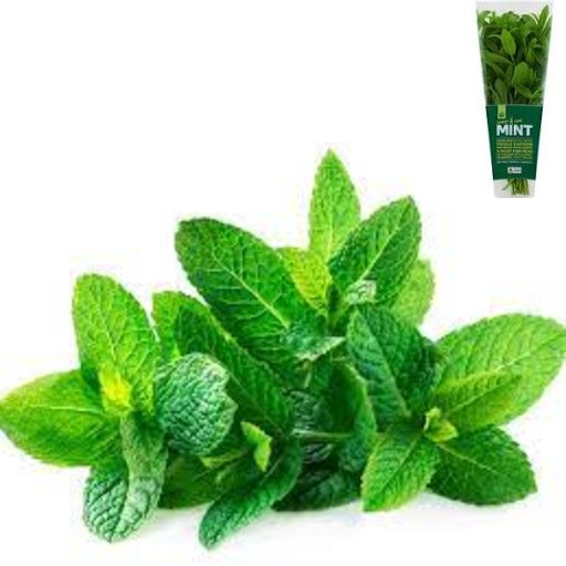 mint benefits our health. eating mint benefits our health. nutritional benefits of mint. mint reduces bad breath. mint helps halitosis.  mint supports digestion. mint is a perfect appetizer. mint may improve gut health. ways to improve gut health.  good diet to protect gut health. how can I heal my gut? how can I heal my digestive system? things to do for my gut. things to do for my digestive system. things to eat for my gut.  what can I eat for my gut health? what should I eat for my gut?  what can I eat for my digestive system? what should I eat for my digestive system? help for gut. help for digestive system. mint is used to treat cough and cold. mint can control throat irritation. mint can clear the nasal passages. mint reduces the severity and duration of cough and cold.  mint reduces respiratory problems. mint helps asthma. mint alleviate asthma.  mint is perfect as a detox. Mint help to pass out polluted residues in the body. mint help to pass out heavy metal residues in the body. mint is a natural cleaner. mint can flush out toxins. mint brings improvement in kidney function. mint improves digestion. mint removes constipation. mint improves mood. mint reduces chronic diseases. mint boosts the immune system. mint helps build immune system. mint is packed with antioxidants. mint helps build your immune system. mint is good for immune health. ways to protect immune system. how to keep my immune healthy? what to eat to maintain healthy immune system? mint soothes toothache. mint alleviates toothache. mint is headache reliever. mint helps headache. peppermint oil reduces migraine headaches. mint reduces anxiety. mint alleviates IBS symptoms. mint alleviates irritable bowel syndrome. mint supports healthy hair.  mint rejuvenates skin. mint nourishes the skin. mint is anti-aging. mint is antimicrobial. mint maintains healthy skin. mint has anticancer properties. mint has cancer-fighting properties. mint has antioxidants. eating mint may fight cancer. mint is good to prevent cancer. mint lowers the risk of cancer. ways to prevent cancer. good diet to prevent cancer. how to protect against cancer? what is good to prevent cancer? which food is good to prevent cancer? what to eat to prevent cancer. mint helps relieve minor muscle and joint pain. mint is pain reliever.  helps to repel flies and mosquitoes.  pepper mint oil is eco-friendly insect repellents. mint recipe and video. recipe and video to use mint. mint leaves recipe and video. Recipe and video to use mint leaves. listen to the nutritional benefits of mint. listen to the nutritional benefits of mint leaves. veganvv editor’s view on health. veganvv editor’s opinion on human health. our view on human health. how do we see human health? what should I do when there is no illness? what can I do when I am not sick? can I do something when I am not sick? what can I do now? what should I eat when I am not sick? what should I eat to prevent diseases? what should I eat to prevent illness? what do I need to prevent illness? what do I need to prevent disease? how can I do to prevent illness? how do I prevent illness? how do I prevent disease? what food should I eat now? which food should I eat now? which food shall I eat now? what food shall I eat now? what is healthy diet? prevention diet? how should I choose new food? how may I choose new plants? which food is my best food? what food is my best food? which food suits me most? What food suits me most? the best direction of my diet. how to choose my food? how to choose new food? what should I notice when choosing new food? what should I consider when choose new food? is it difficult to change my diet? why should I eat plants? why should I eat new things? am I healthy? disease prevention.  how to try new food? how to try new plants? the way to try new food? the procedure to try new food? do’s and don’s when trying new food. do’s and don’s on new diet. try new food properly. test new food properly. bells and wishers on new diet. do’s and don’s on plant based diet. do’s and don’s on plant-based diet. bells and wishers on plant based diet. bells and wishers on plant-based diet. cook beef at high temperature may cause cancer.  cook pork at high temperature may cause cancer.  cook lamb at high temperature may cause cancer. cook chicken at high temperature may cause cancer.  cook duck at high temperature may cause cancer.  cook fish at high temperature may cause cancer.  cook meat at high temperature may cause cancer.  cook poultry at high temperature may cause cancer.  cook sea food at high temperature may cause cancer.  cook animal meat at high temperature may cause cancer.   fry beef at high temperature may cause cancer.  fry pork at high temperature may cause cancer. fry lamb at high temperature may cause cancer.  fry chicken at high temperature may cause cancer.  fry duck at high temperature may cause cancer.  fry fish at high temperature may cause cancer.  fry meat at high temperature may cause cancer.  fry poultry at high temperature may cause cancer.  fry sea food at high temperature may cause cancer.  fry animal meat at high temperature may cause cancer.   boil beef at high temperature may cause cancer.  boil pork at high temperature may cause cancer.  boil lamb at high temperature may cause cancer. boil chicken at high temperature may cause cancer.  boil duck at high temperature may cause cancer.  boil fish at high temperature may cause cancer.  boil meat at high temperature may cause cancer.  boil poultry at high temperature may cause cancer.  boil sea food at high temperature may cause cancer.  boil animal meat at high temperature may cause cancer.  