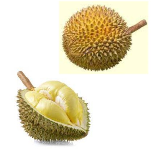 Durian benefits our health. eating durian benefits our health. nutritional benefits of durian. durian relieves anaemia. durian promotes healthy pregnancy. durian prevents fatigue, headache, and insomnia due to deficiency of haemoglobin. folate in durian is important for pregnant woman.  folate in durian promotes regular tissue growth. folate in durian protects the brain and spine in developing baby.   durian helps to maintain healthy bones. durian may strengthen bones. durian is good for bone health. durian lowers the risk of fracture. durian is good for my bones. ways to protect our bones. how to protect our bones? what is good for my bones? which food is good for my bones? what to eat for my bones?  durian helps to alleviate depression. durian improves sleep. durian contains natural sleep-inducing compounds. neuro-chemicals in durian can manage our emotions. Serotonin from durian is essential to relieve stress, sleeplessness, anxiousness, appetite as well as depression. two types of hormones in durian help to manage sleeping function.  two types of hormones in durian could be utilized in the epilepsy cure. durian prevents depression. durian help decrease depression symptoms. eating durian help depression. ways to ease depression. what can I do for depression? what can I eat to cue depression? any food for depression? depression prevention food. things against depression. which food is good for depression? ways to avoid depression. how not to have depression? no depression? durian may promote sleep. how to get good sleep? how to sleep well? how to avoid bad sleep? ways to have good sleep. good diet to keep good sleep. what is good for good sleep. which food is good for sleep? what to eat for good sleep? how to improve sleep? what to eat to improve sleep? durian may fight cancer. durian have cancer-fighting properties. durian have antioxidants. eating mushrooms may fight cancer. button mushrooms are good to prevent cancer. button mushrooms lower the risk of cancer. ways to prevent cancer. good diet to prevent cancer. how to protect against cancer? what is good to prevent cancer? which food is good to prevent cancer? what to eat to prevent cancer. durian aids in digestion. durian may improve gut health. ways to improve gut health.  good diet to protect gut health. how can I heal my gut? how can I heal my digestive system? things to do for my gut. things to do for my digestive system. things to eat for my gut.  what can I eat for my gut health? what should I eat for my gut?  what can I eat for my digestive system? what should I eat for my digestive system? help for gut. help for digestive system. durian has anti-aging effect.  eating excessive amount of durian reduce the chances of premature aging. durian delays the appearance of symptoms such as wrinkles, age spots, macular degeneration, hair loss, tooth loosening, arthritis, cancer, and heart disease. durian has anti-aging effect. eating durian may delay aging. durian is the food to slow down aging. durian prevents wrinkles formation. which food can prevent wrinkles? what to eat to prevent wrinkles? how can I prevent wrinkles? good eating habit to slow down aging. how to slow down aging? which good is anti-aging? which food can delay aging? durian reduces risk of macular degeneration. how to prevent macular degeneration? durian may reduce the risk of heart disease. ways to reduce risk of heart disease. good diet to reduce heart disease risk. how to reduce risk of heart disease? what is good to prevent heart disease? which food is good to prevent heart disease? what to eat for heart disease? durian can increase and encourage fertility.  durian is traditionally used for antibacterial, anti-inflammatory and vasoconstrictor. durian may have antibacterial, anti-inflammatory, and vasoconstrictor properties. durian leaves and roots are in Malaysia used to treat fever. The juice of fresh leaves is used as an ingredient in a lotion for fevers, and the juice from the bark is used as an antimalarial in Sumatra. The Javanese believe that durian has aphrodisiac properties. durian leaves are considered anthelmintic and are used for jaundice treatment. Decoctions of the leaves and fruits are used to treat swelling and skin conditions. durian husks are used as fuel or fertilizers for tree. Durian husks can make handmade paper. Durian husks are mosquitoes’ repellent. durian husks can be dried to be used as fuel or fertilizers for tree. Durian husks can be used as an ingredient for making handmade paper like artistic paper with certain pattern. durian husks can be used as the natural mosquitoes’ repellent.    durian peel can recover oil spill. durian peel can be used as a mean to recover the oil spill at coastal areas. the durian peel powder is chemically modified and acts as the efficient oil absorbent to remove the oil from the water, solving the problem of oil spills which have caused adverse effects to living sea organisms and human economic activities. durian recipe and video. recipe and video to use durian.  listen to the nutritional benefits of durian.  veganvv editor’s view on health. veganvv editor’s opinion on human health. our view on human health. how do we see human health? what should I do when there is no illness? what can I do when I am not sick? can I do something when I am not sick? what can I do now? what should I eat when I am not sick? what should I eat to prevent diseases? what should I eat to prevent illness? what do I need to prevent illness? what do I need to prevent disease? how can I do to prevent illness? how do I prevent illness? how do I prevent disease? what food should I eat now? which food should I eat now? which food shall I eat now? what food shall I eat now? what is healthy diet? prevention diet? how should I choose new food? how may I choose new plants? which food is my best food? what food is my best food? which food suits me most? What food suits me most? the best direction of my diet. how to choose my food? how to choose new food? what should I notice when choosing new food? what should I consider when choose new food? is it difficult to change my diet? why should I eat plants? why should I eat new things? am I healthy? disease prevention.  how to try new food? how to try new plants? the way to try new food? the procedure to try new food? do’s and don’s when trying new food. do’s and don’s on new diet. try new food properly. test new food properly. bells and wishers on new diet. do’s and don’s on plant based diet. do’s and don’s on plant-based diet. bells and wishers on plant based diet. bells and wishers on plant-based diet. cook beef at high temperature may cause cancer.  cook pork at high temperature may cause cancer.  cook lamb at high temperature may cause cancer. cook chicken at high temperature may cause cancer.  cook duck at high temperature may cause cancer.  cook fish at high temperature may cause cancer.  cook meat at high temperature may cause cancer.  cook poultry at high temperature may cause cancer.  cook sea food at high temperature may cause cancer.  cook animal meat at high temperature may cause cancer.   fry beef at high temperature may cause cancer.  fry pork at high temperature may cause cancer. fry lamb at high temperature may cause cancer.  fry chicken at high temperature may cause cancer.  fry duck at high temperature may cause cancer.  fry fish at high temperature may cause cancer.  fry meat at high temperature may cause cancer.  fry poultry at high temperature may cause cancer.  fry sea food at high temperature may cause cancer.  fry animal meat at high temperature may cause cancer.   boil beef at high temperature may cause cancer.  boil pork at high temperature may cause cancer.  boil lamb at high temperature may cause cancer. boil chicken at high temperature may cause cancer.  boil duck at high temperature may cause cancer.  boil fish at high temperature may cause cancer.  boil meat at high temperature may cause cancer.  boil poultry at high temperature may cause cancer.  boil sea food at high temperature may cause cancer.  boil animal meat at high temperature may cause cancer.   barbecue beef at high temperature may cause cancer.  barbecue pork at high temperature may cause cancer.  barbecue lamb at high temperature may cause cancer. barbecue chicken at high temperature may cause cancer.  barbecue duck at high temperature may cause cancer.  barbecue fish at high temperature may cause cancer.  barbecue meat at high temperature may cause cancer.  barbecue poultry at high temperature may cause cancer.  barbecue sea food at high temperature may cause cancer.  barbecue animal meat at high temperature may cause cancer.   roast beef at high temperature may cause cancer.  roast pork at high temperature may cause cancer.  roast lamb at high temperature may cause cancer. roast chicken at high temperature may cause cancer.  roast duck at high temperature may cause cancer.  roast fish at high temperature may cause cancer.  roast meat at high temperature may cause cancer.  roast poultry at high temperature may cause cancer.  roast sea food at high temperature may cause cancer.  roast animal meat at high temperature may cause cancer.  