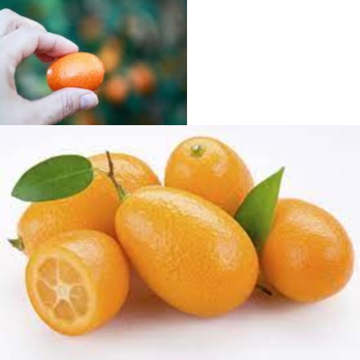 Kumquats benefits our health. eating kumquats benefits our health. nutritional benefits of kumquats. kumquats are rich in antioxidants. Kumquats are rich in disease-fighting antioxidants that can help promote better health. kumquats can help ward off disease and improve overall health.  kumquats boost immunity. kumquats help improve diarrhea. kumquats help improve malaria. kumquats help improve pneumonia. vitamin C in kumquats improve symptoms and shorten the duration of respiratory infections, such as the cold. kumquats help build immune system. kumquats are packed with antioxidants. kumquats help build your immune system. kumquats are good for immune health. ways to protect immune system. how to keep my immune healthy? what to eat to maintain healthy immune system? kumquats supports digestive health. kumquats protect against inflammatory bowel disease and prevent intestinal ulcers.  kumquats reduce risk of colorectal cancer. kumquats may improve gut health. ways to improve gut health.  good diet to protect gut health. how can I heal my gut? how can I heal my digestive system? things to do for my gut. things to do for my digestive system. things to eat for my gut.  what can I eat for my gut health? what should I eat for my gut?  what can I eat for my digestive system? what should I eat for my digestive system? help for gut. help for digestive system. kumquats have cancer-fighting properties. kumquats have antioxidants. eating kumquats may fight cancer. kumquats are good to prevent cancer. kumquats lower the risk of cancer. ways to prevent cancer. good diet to prevent cancer. how to protect against cancer? what is good to prevent cancer? which food is good to prevent cancer? what to eat to prevent cancer. kumquats aids in weight loss. kumquats support weight management. kumquats are low in calories. kumquats are low in fat content. kumquats help to lose weight. which food can I eat to lose weight? ways to lose weight. what can I eat to lose weight? what are the food that I can eat to lose weight?  Kumquats is associated with lower cancer risk. citrus fruits like kumquats, oranges, lemons and limes are often considered some of the top cancer-fighting foods that you can add to your diet. citrous fruit like kumquats reduce risk of breast cancer. eating citrus fruits lower risk of pancreatic cancer.  eating citrus fruits lower risk of esophageal cancer. eating citrus fruits lower risk of stomach cancer.  kumquats have cancer-fighting properties. kumquats have antioxidants. eating kumquats may fight cancer. kumquats are good to prevent cancer. kumquats lower the risk of cancer. ways to prevent cancer. good diet to prevent cancer. how to protect against cancer? what is good to prevent cancer? which food is good to prevent cancer? what to eat to prevent cancer. kumquats help relieve coughing. kumquat help to relieve coughing. kumquat help to remove phlegm from the throat.  kumquats aids in detoxification.  kumquats promote hydration. kumquats stimulate saliva.  kumquats recipe and video. recipe and video to use kumquats.  listen to the nutritional benefits of kumquats.  veganvv editor’s view on health. veganvv editor’s opinion on human health. our view on human health. how do we see human health? what should I do when there is no illness? what can I do when I am not sick? can I do something when I am not sick? what can I do now? what should I eat when I am not sick? what should I eat to prevent diseases? what should I eat to prevent illness? what do I need to prevent illness? what do I need to prevent disease? how can I do to prevent illness? how do I prevent illness? how do I prevent disease? what food should I eat now? which food should I eat now? which food shall I eat now? what food shall I eat now? what is healthy diet? prevention diet? how should I choose new food? how may I choose new plants? which food is my best food? what food is my best food? which food suits me most? What food suits me most? the best direction of my diet. how to choose my food? how to choose new food? what should I notice when choosing new food? what should I consider when choose new food? is it difficult to change my diet? why should I eat plants? why should I eat new things? am I healthy? disease prevention.  how to try new food? how to try new plants? the way to try new food? the procedure to try new food? do’s and don’s when trying new food. do’s and don’s on new diet. try new food properly. test new food properly. bells and wishers on new diet. do’s and don’s on plant based diet. do’s and don’s on plant-based diet. bells and wishers on plant based diet. bells and wishers on plant-based diet. cook beef at high temperature may cause cancer.  cook pork at high temperature may cause cancer.  cook lamb at high temperature may cause cancer. cook chicken at high temperature may cause cancer.  cook duck at high temperature may cause cancer.  cook fish at high temperature may cause cancer.  cook meat at high temperature may cause cancer.  cook poultry at high temperature may cause cancer.  cook sea food at high temperature may cause cancer.  cook animal meat at high temperature may cause cancer.   fry beef at high temperature may cause cancer.  fry pork at high temperature may cause cancer. fry lamb at high temperature may cause cancer.  fry chicken at high temperature may cause cancer.  fry duck at high temperature may cause cancer.  fry fish at high temperature may cause cancer.  fry meat at high temperature may cause cancer.  fry poultry at high temperature may cause cancer.  fry sea food at high temperature may cause cancer.  fry animal meat at high temperature may cause cancer.   boil beef at high temperature may cause cancer.  boil pork at high temperature may cause cancer.  boil lamb at high temperature may cause cancer. boil chicken at high temperature may cause cancer.  boil duck at high temperature may cause cancer.  boil fish at high temperature may cause cancer.  boil meat at high temperature may cause cancer.  boil poultry at high temperature may cause cancer.  boil sea food at high temperature may cause cancer.  boil animal meat at high temperature may cause cancer.   barbecue beef at high temperature may cause cancer.  barbecue pork at high temperature may cause cancer.  barbecue lamb at high temperature may cause cancer. barbecue chicken at high temperature may cause cancer.  barbecue duck at high temperature may cause cancer.  barbecue fish at high temperature may cause cancer.  barbecue meat at high temperature may cause cancer.  barbecue poultry at high temperature may cause cancer.  barbecue sea food at high temperature may cause cancer.  barbecue animal meat at high temperature may cause cancer.   roast beef at high temperature may cause cancer.  roast pork at high temperature may cause cancer.  roast lamb at high temperature may cause cancer. roast chicken at high temperature may cause cancer.  roast duck at high temperature may cause cancer.  roast fish at high temperature may cause cancer.  roast meat at high temperature may cause cancer.  roast poultry at high temperature may cause cancer.  roast sea food at high temperature may cause cancer.  roast animal meat at high temperature may cause cancer.  