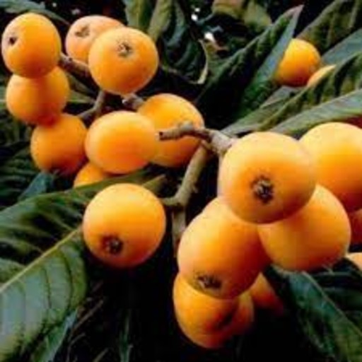 Loquat benefits our health. eating loquat benefits our health. nutritional benefits of loquat. loquat protects your cells against damage and disease. loquat boosts immune system. loquat helps build immune system. loquat is packed with antioxidants. loquat helps build your immune system. loquat is good for immune health. ways to protect immune system. how to keep my immune healthy? what to eat to maintain healthy immune system? loquat prevents cancer. loquat lowers the risk of colorectal cancer. loquat lowers the risk of lung cancer. loquat has cancer-fighting properties. loquat has antioxidants. eating loquat may fight cancer. loquat is good to prevent cancer. loquat lowers the risk of cancer. ways to prevent cancer. good diet to prevent cancer. how to protect against cancer? what is good to prevent cancer? which food is good to prevent cancer? what to eat to prevent cancer. loquat has anti-inflammatory effects. loquat treats bronchitis.  loquat treats asthma.  loquat prevents and treats diabetes.  loquat leaf extract can help prevent and control both type 1 and type 2 diabetes.  loquats can lower blood sugar.  loquats can increase insulin levels. loquat may control blood sugar levels. loquat may improve insulin resistance. loquat is good to control blood sugar. ways to control blood sugar. good diet to control blood sugar. how to control blood sugar? what is good to control blood sugar? which food is good to control blood sugar? what can I do to control blood sugar? what to eat to control blood sugar? loquat may reduce the risk of diabetes. peas are anti-diabetic. ways to reduce risk of diabetes. good diet to reduce diabetes risk. how to reduce risk of diabetes? what is good to prevent diabetes? which food is good to prevent diabetes? what to eat for diabetes? loquat recipe and video. recipe and video to use loquat.  listen to the nutritional benefits of loquat.  veganvv editor’s view on health. veganvv editor’s opinion on human health. our view on human health. how do we see human health? what should I do when there is no illness? what can I do when I am not sick? can I do something when I am not sick? what can I do now? what should I eat when I am not sick? what should I eat to prevent diseases? what should I eat to prevent illness? what do I need to prevent illness? what do I need to prevent disease? how can I do to prevent illness? how do I prevent illness? how do I prevent disease? what food should I eat now? which food should I eat now? which food shall I eat now? what food shall I eat now? what is healthy diet? prevention diet? how should I choose new food? how may I choose new plants? which food is my best food? what food is my best food? which food suits me most? What food suits me most? the best direction of my diet. how to choose my food? how to choose new food? what should I notice when choosing new food? what should I consider when choose new food? is it difficult to change my diet? why should I eat plants? why should I eat new things? am I healthy? disease prevention.  how to try new food? how to try new plants? the way to try new food? the procedure to try new food? do’s and don’s when trying new food. do’s and don’s on new diet. try new food properly. test new food properly. bells and wishers on new diet. do’s and don’s on plant based diet. do’s and don’s on plant-based diet. bells and wishers on plant based diet. bells and wishers on plant-based diet. cook beef at high temperature may cause cancer.  cook pork at high temperature may cause cancer.  cook lamb at high temperature may cause cancer. cook chicken at high temperature may cause cancer.  cook duck at high temperature may cause cancer.  cook fish at high temperature may cause cancer.  cook meat at high temperature may cause cancer.  cook poultry at high temperature may cause cancer.  cook sea food at high temperature may cause cancer.  cook animal meat at high temperature may cause cancer.   fry beef at high temperature may cause cancer.  fry pork at high temperature may cause cancer. fry lamb at high temperature may cause cancer.  fry chicken at high temperature may cause cancer.  fry duck at high temperature may cause cancer.  fry fish at high temperature may cause cancer.  fry meat at high temperature may cause cancer.  fry poultry at high temperature may cause cancer.  fry sea food at high temperature may cause cancer.  fry animal meat at high temperature may cause cancer.   boil beef at high temperature may cause cancer.  boil pork at high temperature may cause cancer.  boil lamb at high temperature may cause cancer. boil chicken at high temperature may cause cancer.  boil duck at high temperature may cause cancer.  boil fish at high temperature may cause cancer.  boil meat at high temperature may cause cancer.  boil poultry at high temperature may cause cancer.  boil sea food at high temperature may cause cancer.  boil animal meat at high temperature may cause cancer.   barbecue beef at high temperature may cause cancer.  barbecue pork at high temperature may cause cancer.  barbecue lamb at high temperature may cause cancer. barbecue chicken at high temperature may cause cancer.  barbecue duck at high temperature may cause cancer.  barbecue fish at high temperature may cause cancer.  barbecue meat at high temperature may cause cancer.  barbecue poultry at high temperature may cause cancer.  barbecue sea food at high temperature may cause cancer.  barbecue animal meat at high temperature may cause cancer.   roast beef at high temperature may cause cancer.  roast pork at high temperature may cause cancer.  roast lamb at high temperature may cause cancer. roast chicken at high temperature may cause cancer.  roast duck at high temperature may cause cancer.  roast fish at high temperature may cause cancer.  roast meat at high temperature may cause cancer.  roast poultry at high temperature may cause cancer.  roast sea food at high temperature may cause cancer.  roast animal meat at high temperature may cause cancer.  