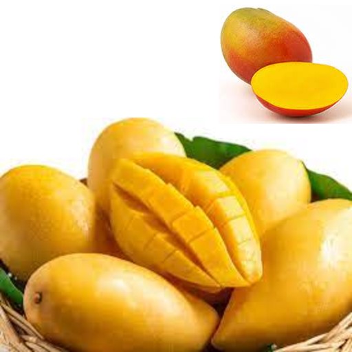 Mango benefits our health. eating mango benefits our health. nutritional benefits of mango. Mango aids immunity, iron absorption and body growth and repair. mango help build immune system. mango is packed with antioxidants. mango helps build your immune system. mango is good for immune health. ways to protect immune system. how to keep my immune healthy? what to eat to maintain healthy immune system? Fresh mango is low in calories.  mango may help prevent diabetes. mango may reduce the risk of diabetes. mango is anti-diabetic. ways to reduce risk of diabetes. good diet to reduce diabetes risk. how to reduce risk of diabetes? what is good to prevent diabetes? which food is good to prevent diabetes? what to eat for diabetes? mango can protect your body. mango reduce risk of quick aging. mango reduce risk of chronic diseases.  mango contains powerful antioxidants. mango protects against chronic disease. mango may reduce the risk of chronic disease. ways to reduce risk of chronic disease. good diet to reduce chronic disease risk. how to reduce risk of chronic disease? what is good to prevent chronic disease? which food is good to prevent chronic disease? what to eat for chronic disease? mango reduces risk of infection. mango can help your body produce more disease-fighting white blood cells and help the white blood cells work more effectively. mango improve your skin’s defences.  mango may support heart health. mango helps lower blood pressure. mango protects heart cells against inflammation, oxidative stress and cell death. mango helps lower cholesterol, triglycerides and free acids. mango supports healthy heart function. mango may reduce the risk of heart disease. ways to reduce risk of heart disease. good diet to reduce heart disease risk. how to reduce risk of heart disease? what is good to prevent heart disease? which food is good to prevent heart disease? what to eat for heart disease? mango may lower high blood pressure. mango may reduce risk of high blood pressure. how to prevent high blood pressure? how to lower high blood pressure? ways to lower high blood pressure. what is good to lower high blood pressure. good diet to lower high blood pressure. what to eat to lower high blood pressure? which food is good to lower high blood pressure? food to reduce hypertension. mango may control cholesterol. mango is good to control cholesterol. eating mango may control LDL. mango may control LDL. mango may control bad cholesterol. eating mango may control bad cholesterol.  ways to control cholesterol. good diet to control cholesterol. how to control cholesterol? what is good to control cholesterol? which food is good to control cholesterol? what can I do to control cholesterol? what to eat to control cholesterol? ways to control bad cholesterol. good diet to control bad cholesterol. how to control bad cholesterol? what is good to control bad cholesterol? which food is good to control bad cholesterol? what can I do to control bad cholesterol? what to eat to control bad cholesterol? ways to control LDL. good diet to control LDL. how to control LDL? what is good to control LDL? which food is good to control LDL? what can I do to control LDL? what to eat to control LDL? mango may improve digestive health. mango has digestive enzymes, water, dietary fiber, and other compounds that aid various aspects of digestive health. mango may improve gut health. ways to improve gut health.  good diet to protect gut health. how can I heal my gut? how can I heal my digestive system? things to do for my gut. things to do for my digestive system. things to eat for my gut.  what can I eat for my gut health? what should I eat for my gut?  what can I eat for my digestive system? what should I eat for my digestive system? help for gut. help for digestive system. mango may support eye health. mango may act as a natural sunblock, absorbing excess light. mango protect your eyes from harmful blue light. mango reduces risk of dry eyes and nighttime blindness. mango can avoid corneal scarring. mango may improve vision. mango is good for eye health. mango lower the risk of macular degeneration. mango lowers the risk of cataracts. mango reduces risk of macular degeneration. mango reduces risk of cataracts. ways to protect eyes. good diet to keep eye health. how to protect my eye health? how to prevent macular degeneration? how to prevent cataracts? what is good for my eyes? which food is good for my eyes? what to eat for my eyes? mango may help lower your risk of certain cancers. mango reduces risk of colon cancer. mango reduces risk of lung cancer. mango reduces risk of prostate cancer. mango reduces risk of breast cancer. mango reduces risk of bone cancer. mango have cancer-fighting properties. mango have antioxidants. eating mango may fight cancer. mango is good to prevent cancer. mango lowers the risk of cancer. ways to prevent cancer. good diet to prevent cancer. how to protect against cancer? what is good to prevent cancer? which food is good to prevent cancer? what to eat to prevent cancer. mango recipe and video. recipe and video to use mango.  listen to the nutritional benefits of mango.  veganvv editor’s view on health. veganvv editor’s opinion on human health. our view on human health. how do we see human health? what should I do when there is no illness? what can I do when I am not sick? can I do something when I am not sick? what can I do now? what should I eat when I am not sick? what should I eat to prevent diseases? what should I eat to prevent illness? what do I need to prevent illness? what do I need to prevent disease? how can I do to prevent illness? how do I prevent illness? how do I prevent disease? what food should I eat now? which food should I eat now? which food shall I eat now? what food shall I eat now? what is healthy diet? prevention diet? how should I choose new food? how may I choose new plants? which food is my best food? what food is my best food? which food suits me most? What food suits me most? the best direction of my diet. how to choose my food? how to choose new food? what should I notice when choosing new food? what should I consider when choose new food? is it difficult to change my diet? why should I eat plants? why should I eat new things? am I healthy? disease prevention.  how to try new food? how to try new plants? the way to try new food? the procedure to try new food? do’s and don’s when trying new food. do’s and don’s on new diet. try new food properly. test new food properly. bells and wishers on new diet. do’s and don’s on plant based diet. do’s and don’s on plant-based diet. bells and wishers on plant based diet. bells and wishers on plant-based diet. cook beef at high temperature may cause cancer.  cook pork at high temperature may cause cancer.  cook lamb at high temperature may cause cancer. cook chicken at high temperature may cause cancer.  cook duck at high temperature may cause cancer.  cook fish at high temperature may cause cancer.  cook meat at high temperature may cause cancer.  cook poultry at high temperature may cause cancer.  cook sea food at high temperature may cause cancer.  cook animal meat at high temperature may cause cancer.   fry beef at high temperature may cause cancer.  fry pork at high temperature may cause cancer. fry lamb at high temperature may cause cancer.  fry chicken at high temperature may cause cancer.  fry duck at high temperature may cause cancer.  fry fish at high temperature may cause cancer.  fry meat at high temperature may cause cancer.  fry poultry at high temperature may cause cancer.  fry sea food at high temperature may cause cancer.  fry animal meat at high temperature may cause cancer.   boil beef at high temperature may cause cancer.  boil pork at high temperature may cause cancer.  boil lamb at high temperature may cause cancer. boil chicken at high temperature may cause cancer.  boil duck at high temperature may cause cancer.  boil fish at high temperature may cause cancer.  boil meat at high temperature may cause cancer.  boil poultry at high temperature may cause cancer.  boil sea food at high temperature may cause cancer.  boil animal meat at high temperature may cause cancer.   barbecue beef at high temperature may cause cancer.  barbecue pork at high temperature may cause cancer.  barbecue lamb at high temperature may cause cancer. barbecue chicken at high temperature may cause cancer.  barbecue duck at high temperature may cause cancer.  barbecue fish at high temperature may cause cancer.  barbecue meat at high temperature may cause cancer.  barbecue poultry at high temperature may cause cancer.  barbecue sea food at high temperature may cause cancer.  barbecue animal meat at high temperature may cause cancer.   roast beef at high temperature may cause cancer.  roast pork at high temperature may cause cancer.  roast lamb at high temperature may cause cancer. roast chicken at high temperature may cause cancer.  roast duck at high temperature may cause cancer.  roast fish at high temperature may cause cancer.  roast meat at high temperature may cause cancer.  roast poultry at high temperature may cause cancer.  roast sea food at high temperature may cause cancer.  roast animal meat at high temperature may cause cancer.  