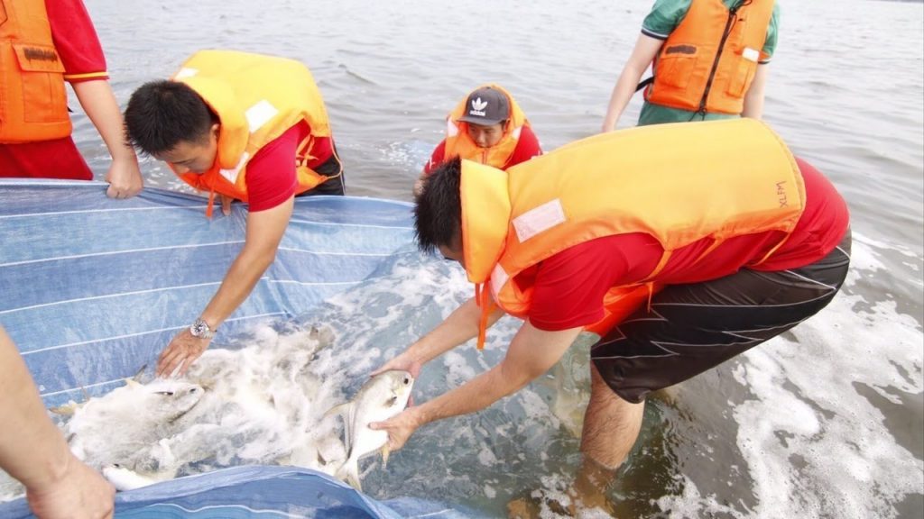 release fishes to liberate lives.