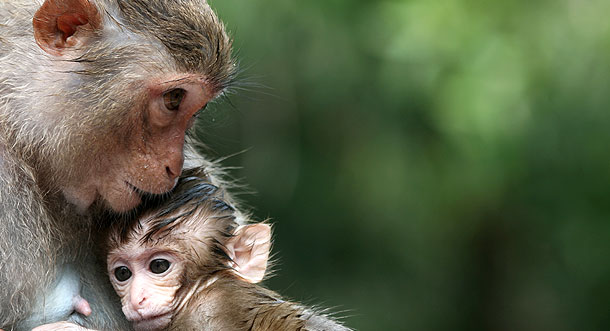 Monkeys used to live in Australia.