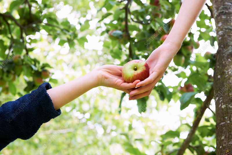 Origin humans communicate synchronously. They arrived at the fruit tree at the same time when one of them wanted to pick fruit at this  tree.