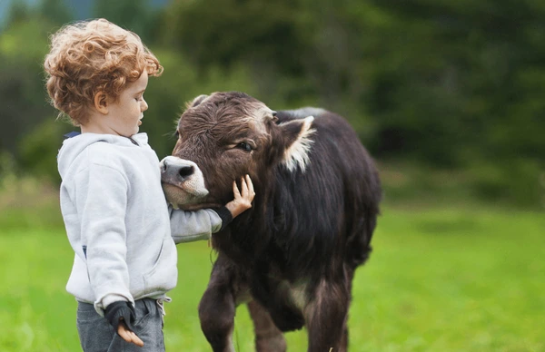 cow boy, you are my mate. we shall love all animals. we shall love cow. 