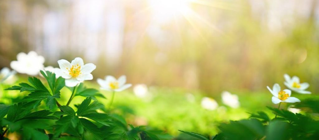 human bodies of plant constitution can absorb sun lights.