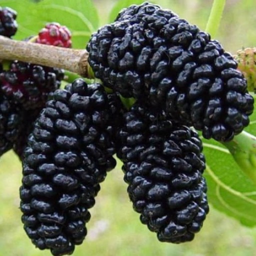 Fruits